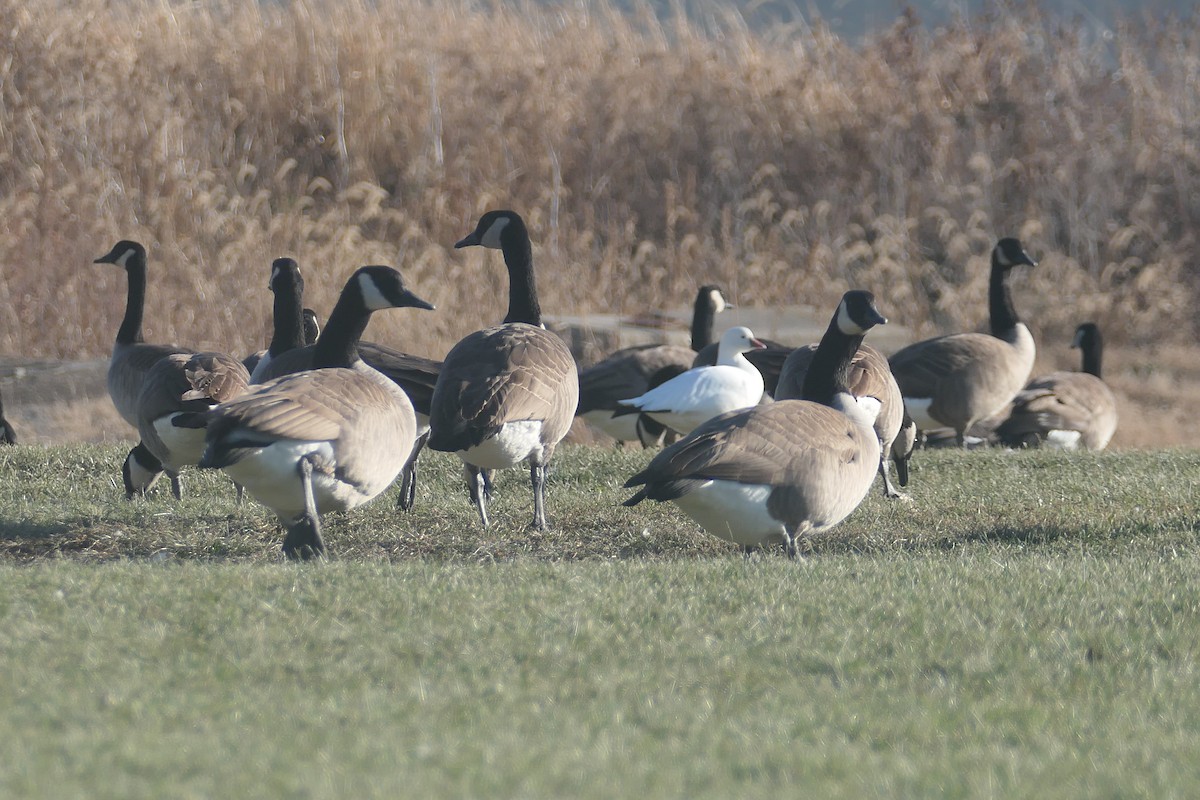 Ross's Goose - ML506568291