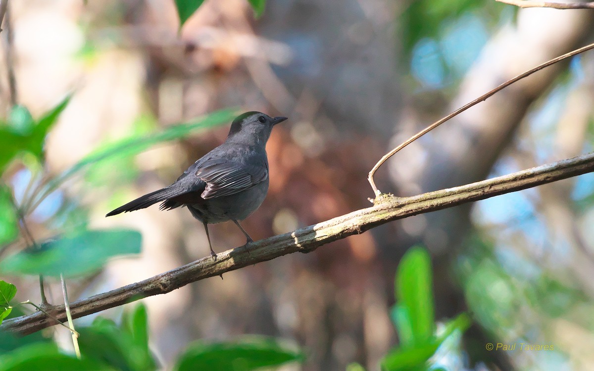 Gray Catbird - ML50656921