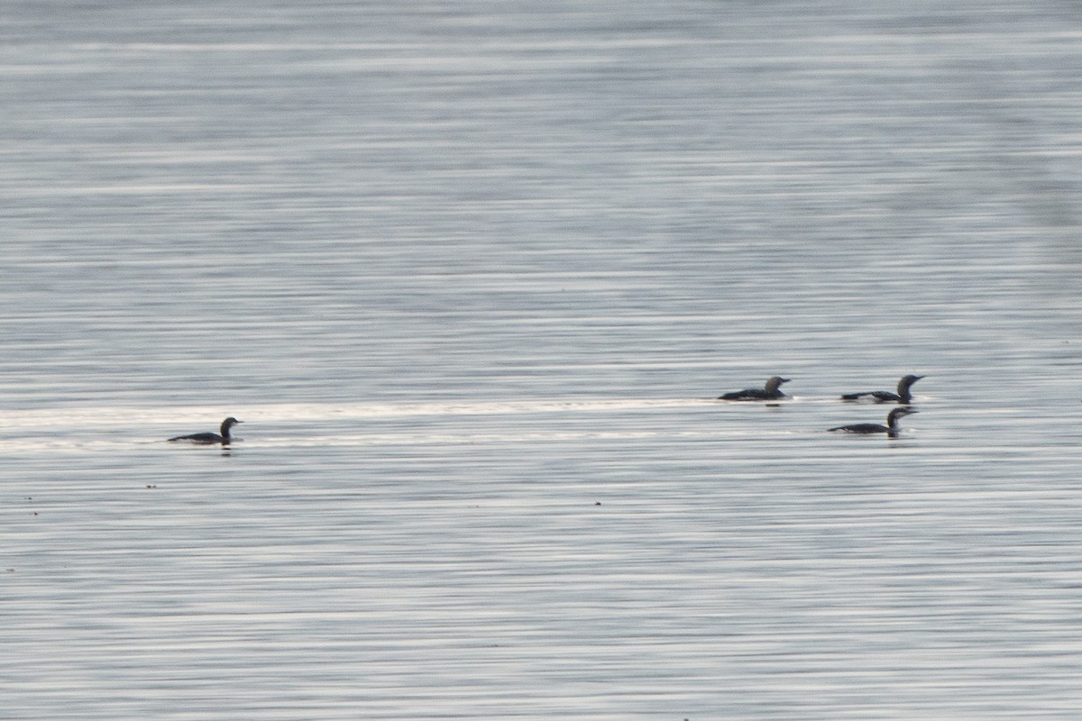 Хилэн гүеэт гахууна - ML506570931