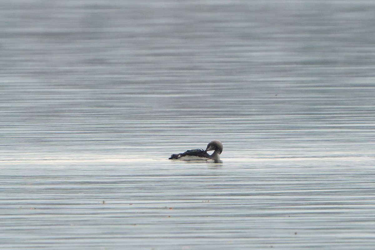 Хилэн гүеэт гахууна - ML506571591