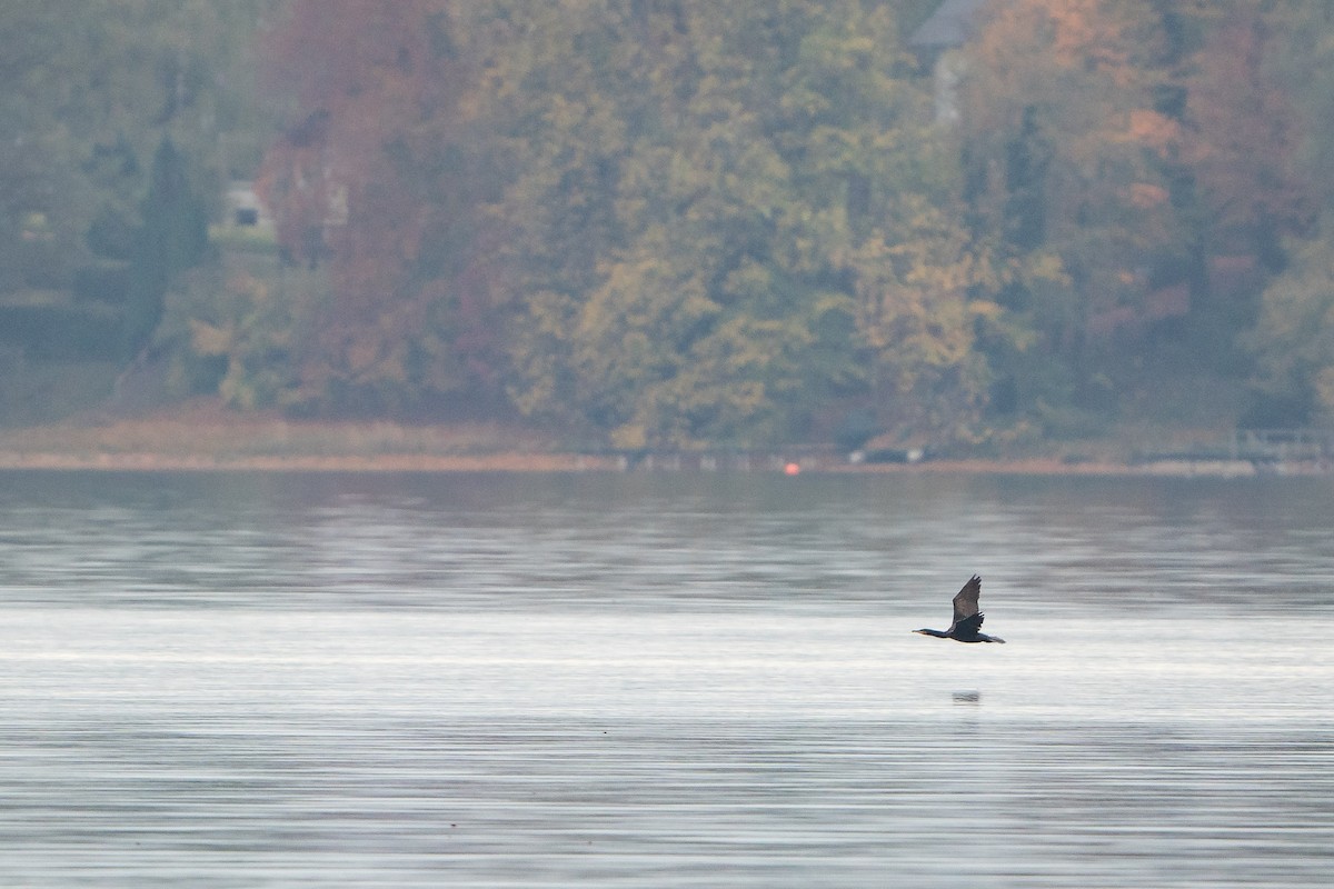 Тураг гогой - ML506572041