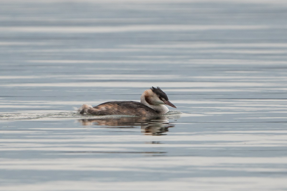 Отгот шунгуур - ML506572401