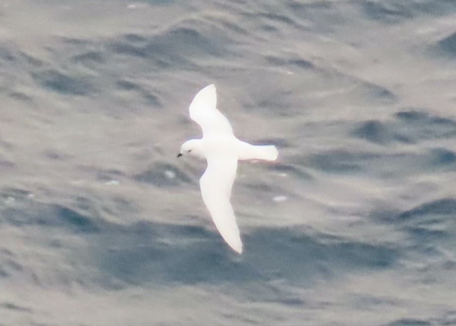 Snow Petrel - ML506572471