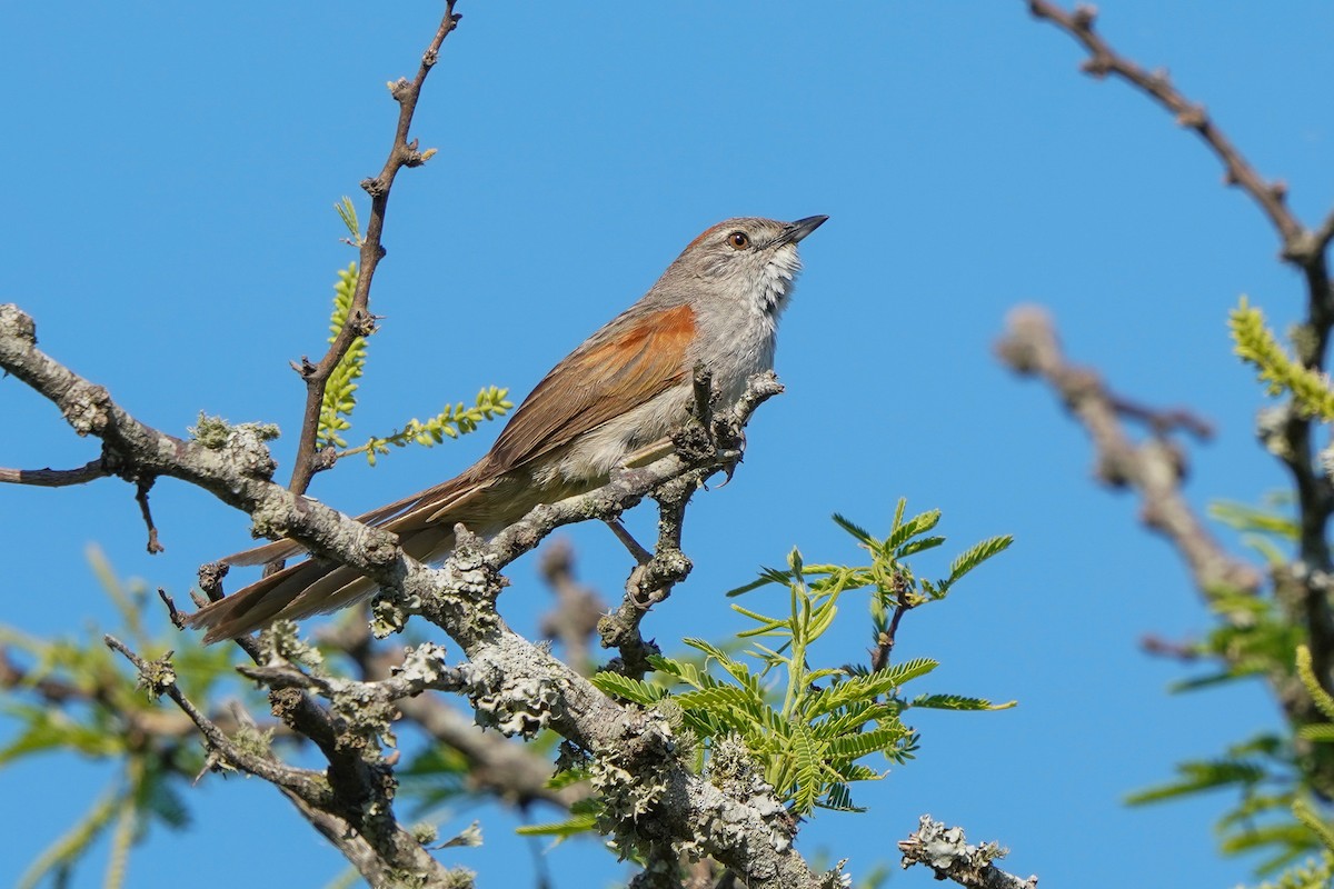 Pale-breasted Spinetail - ML506572571
