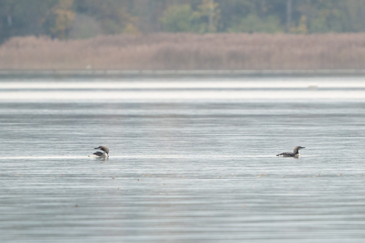 Хилэн гүеэт гахууна - ML506572681