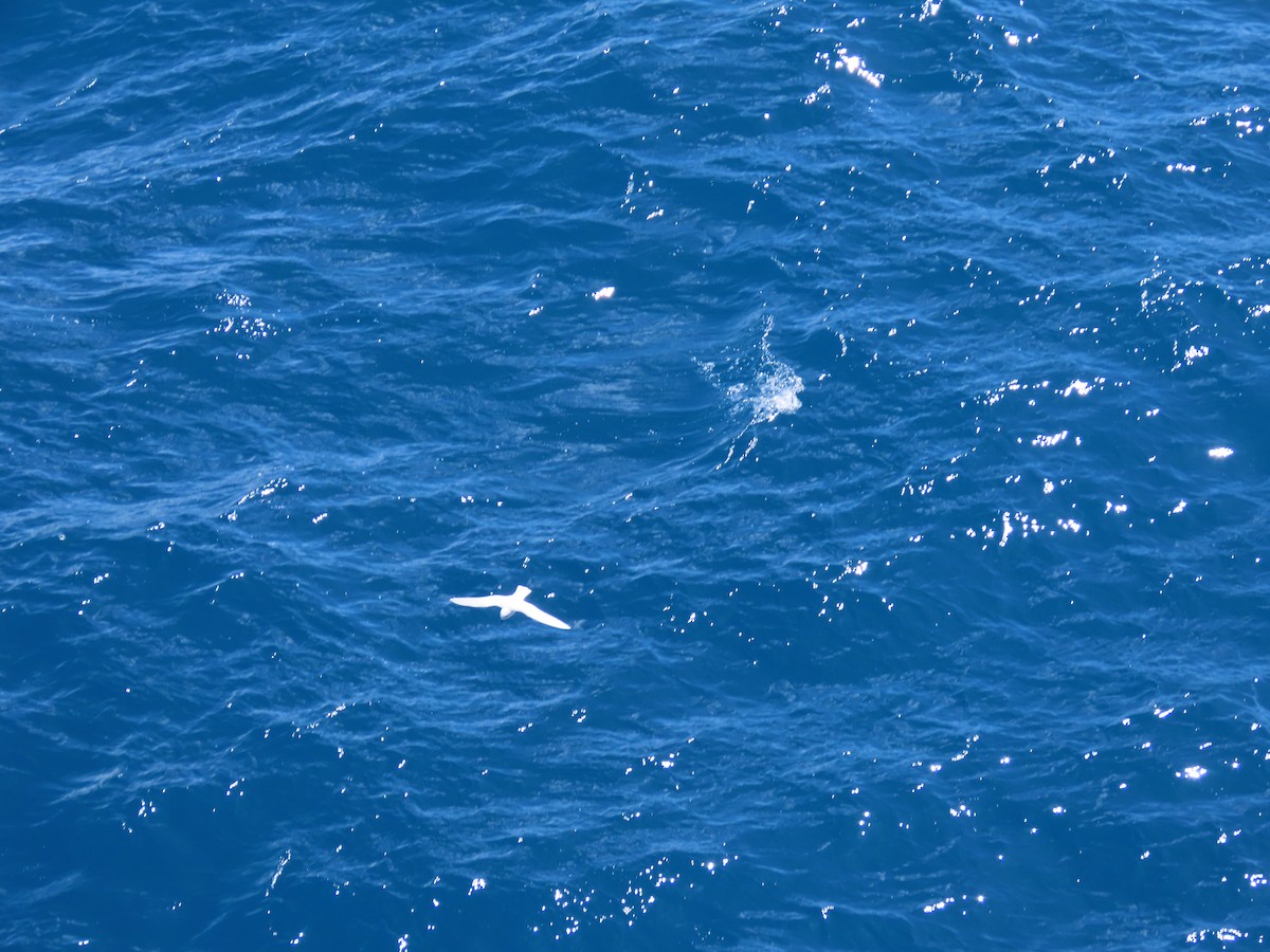 Snow Petrel - ML506572921