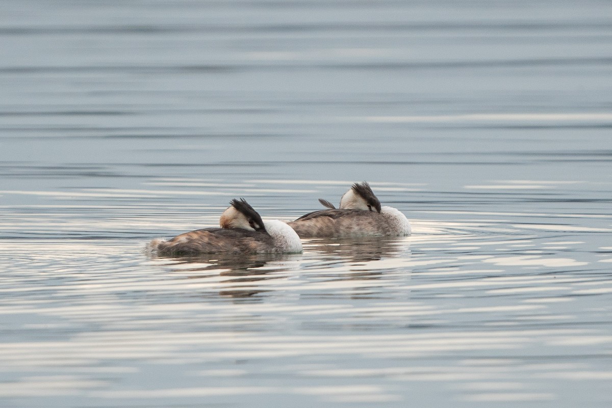 Отгот шунгуур - ML506573061