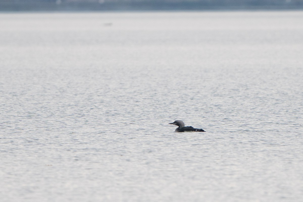 Хилэн гүеэт гахууна - ML506573431