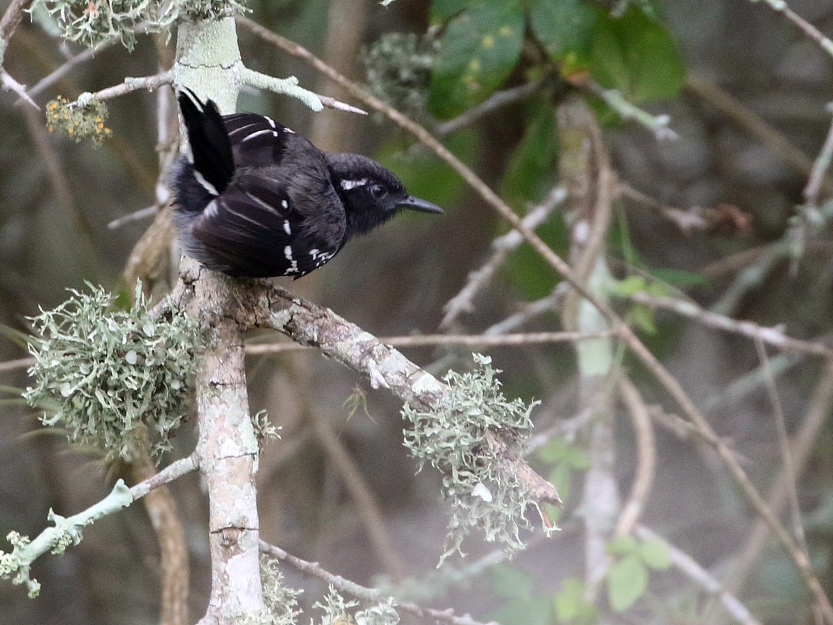 Serra Antwren (Restinga) - ML506573711