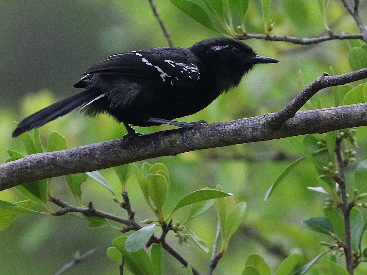 Serra Antwren (Restinga) - ML506573721