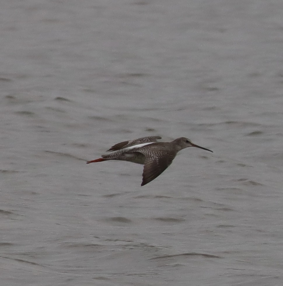 Spotted Redshank - ML506574111
