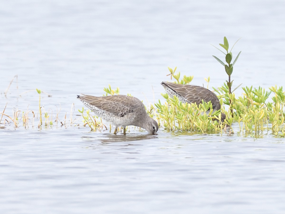 Long-billed Dowitcher - ML506574251
