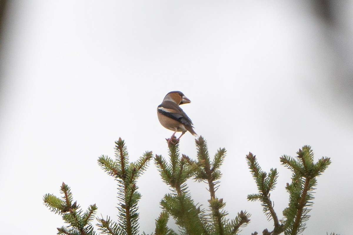 Банхар булжуухай - ML506574311