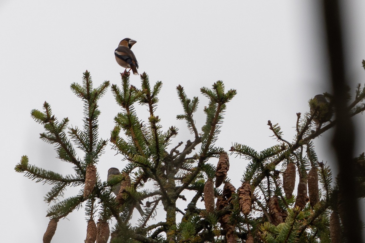 Банхар булжуухай - ML506574451