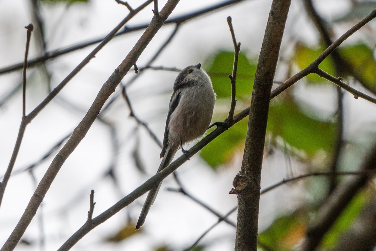 Сүүлт хөх бух - ML506574861