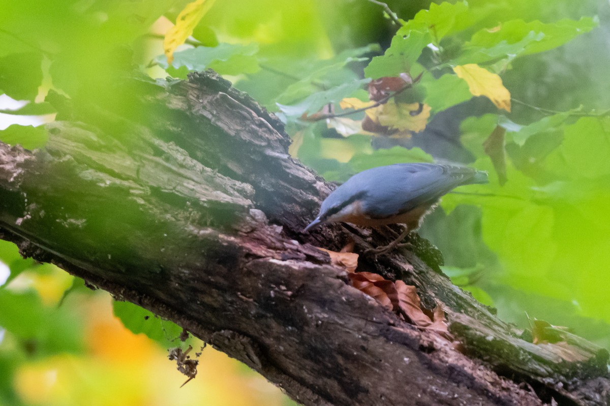 Өрнийн тоншголжин - ML506575121