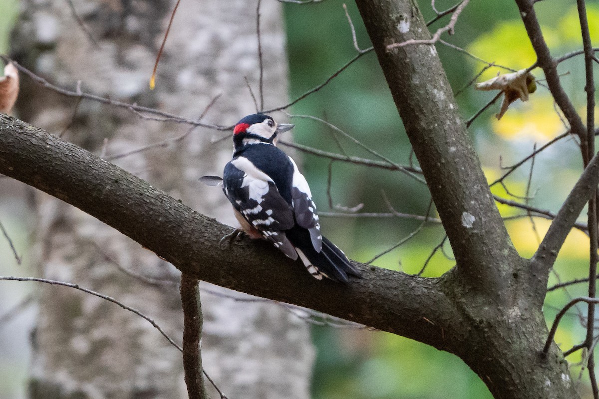 Алаг тоншуул - ML506575501