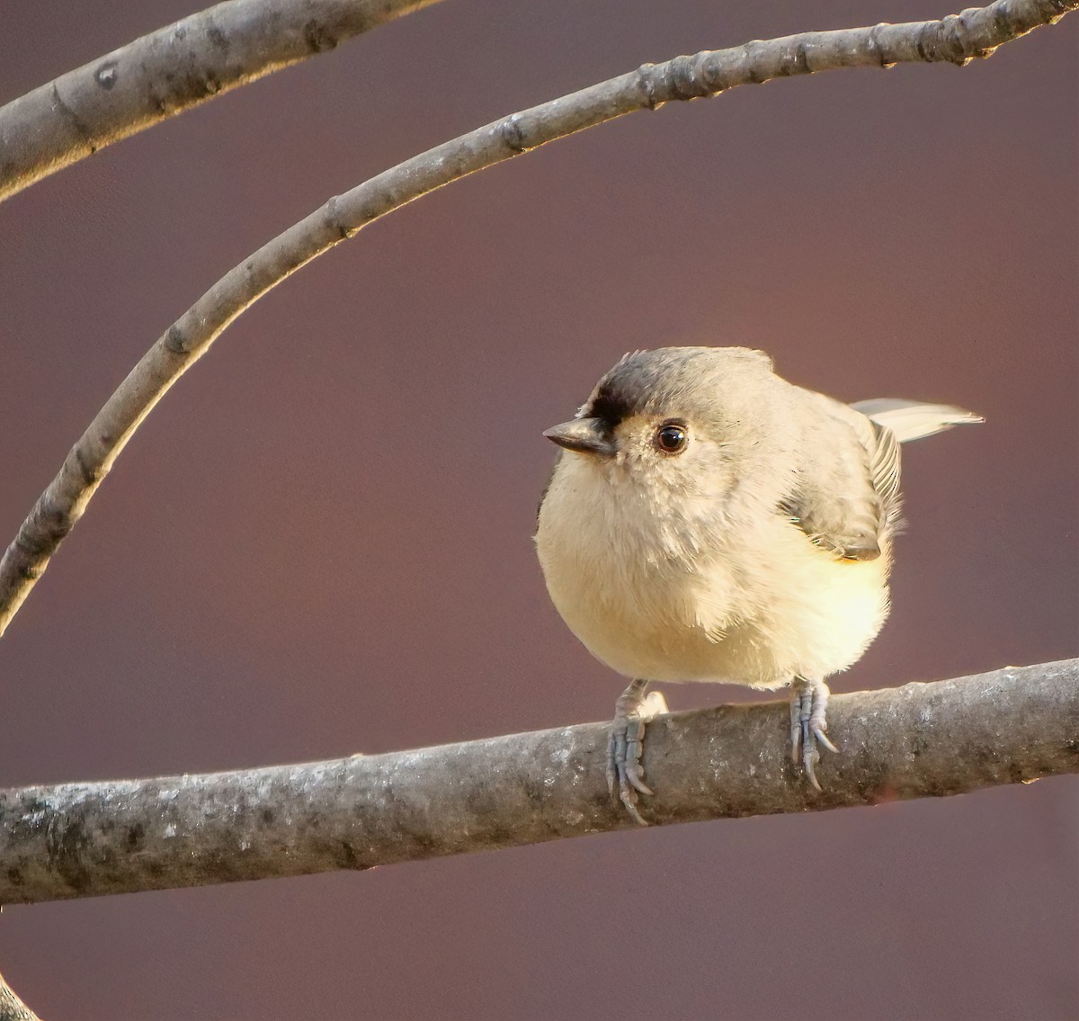 Tufted Titmouse - ML506575541