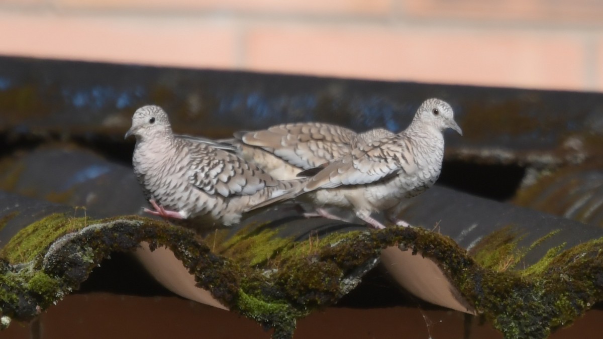 Scaled Dove - ML506575621