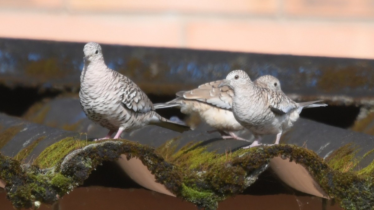 Scaled Dove - ML506575631