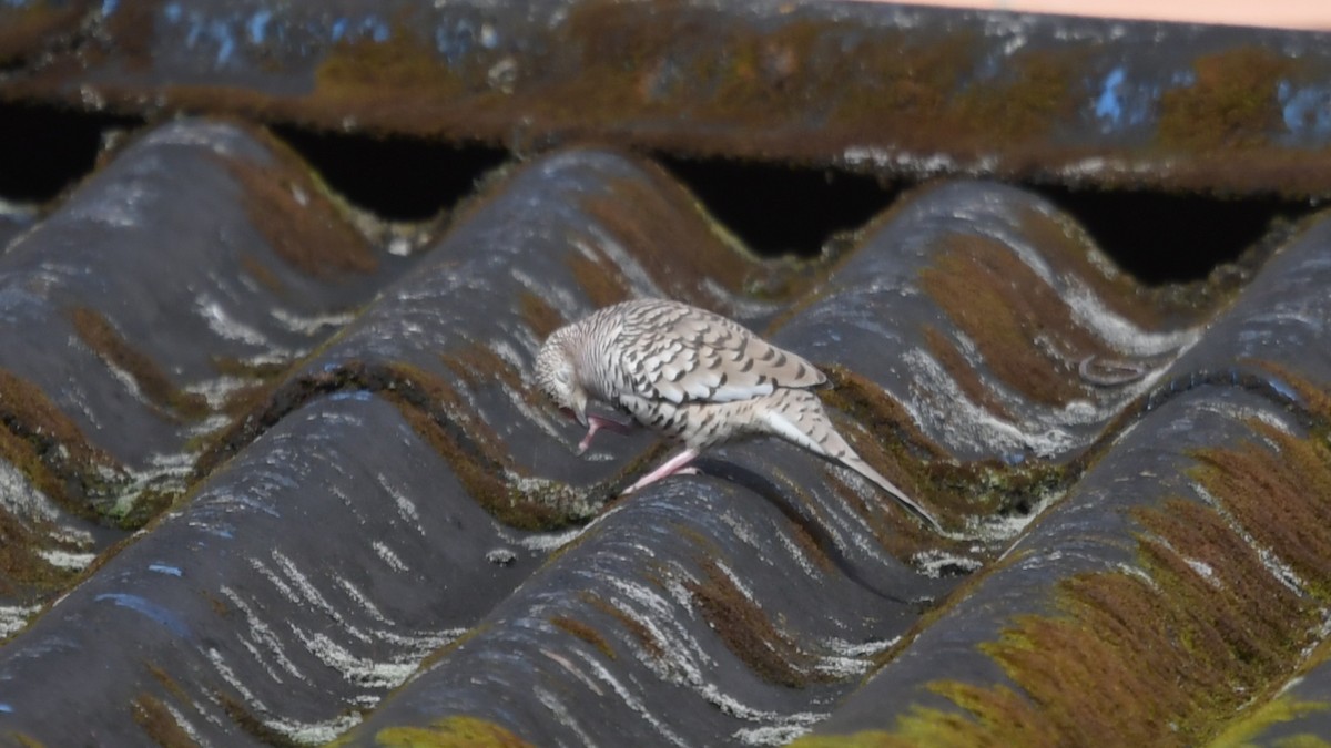 Scaled Dove - ML506575641