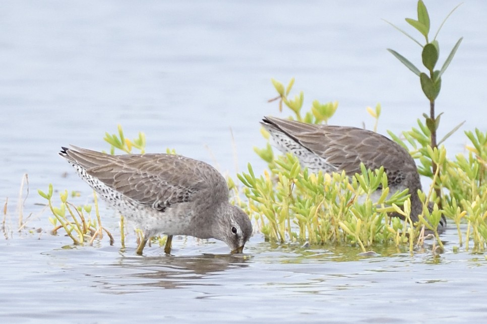 Long-billed Dowitcher - ML506575981
