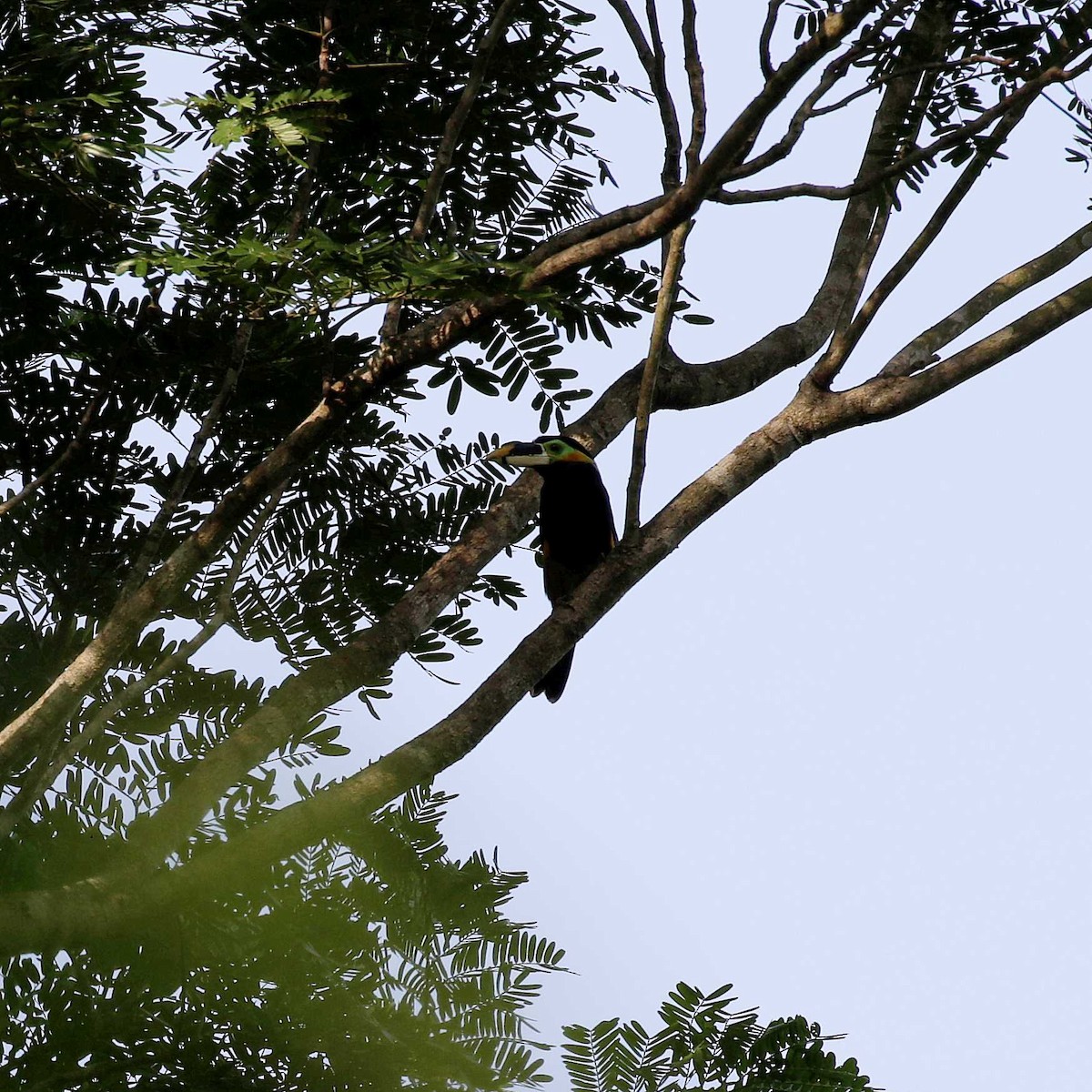 Toucanet de Gould - ML506577031