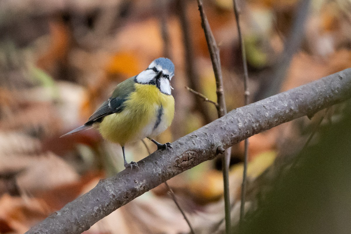 Өрнийн хөх бух - ML506577141