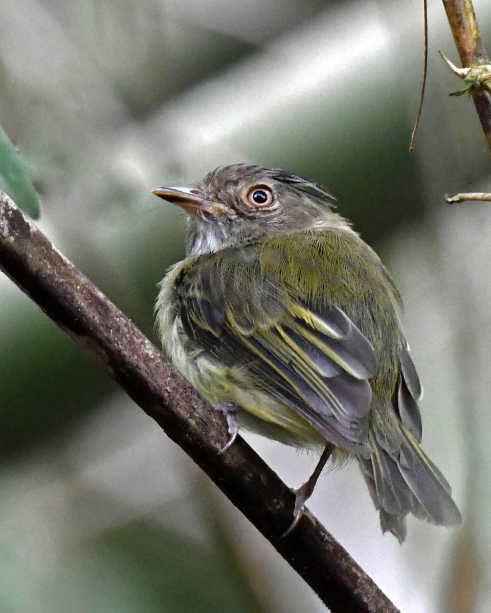 Long-crested Pygmy-Tyrant - ML506578871