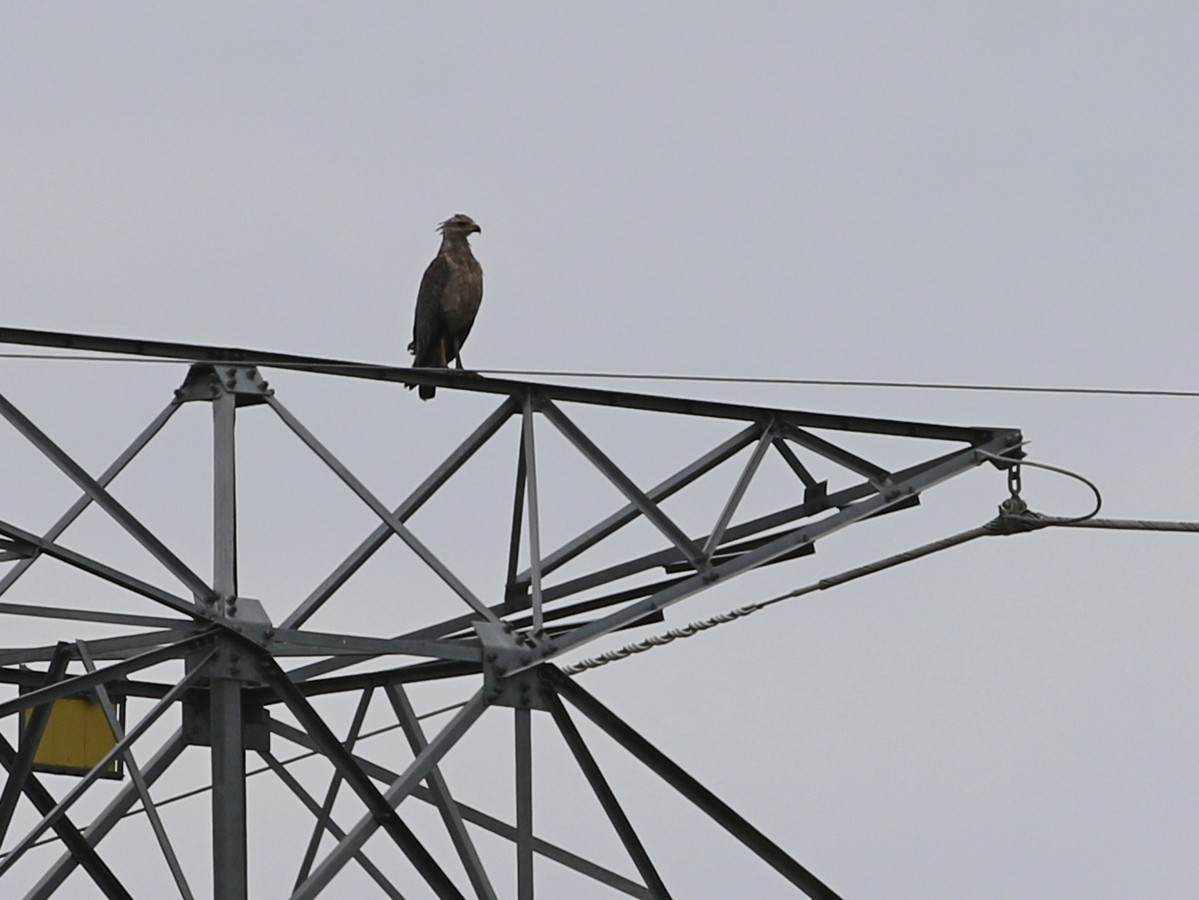 Chaco Eagle - ML506579301