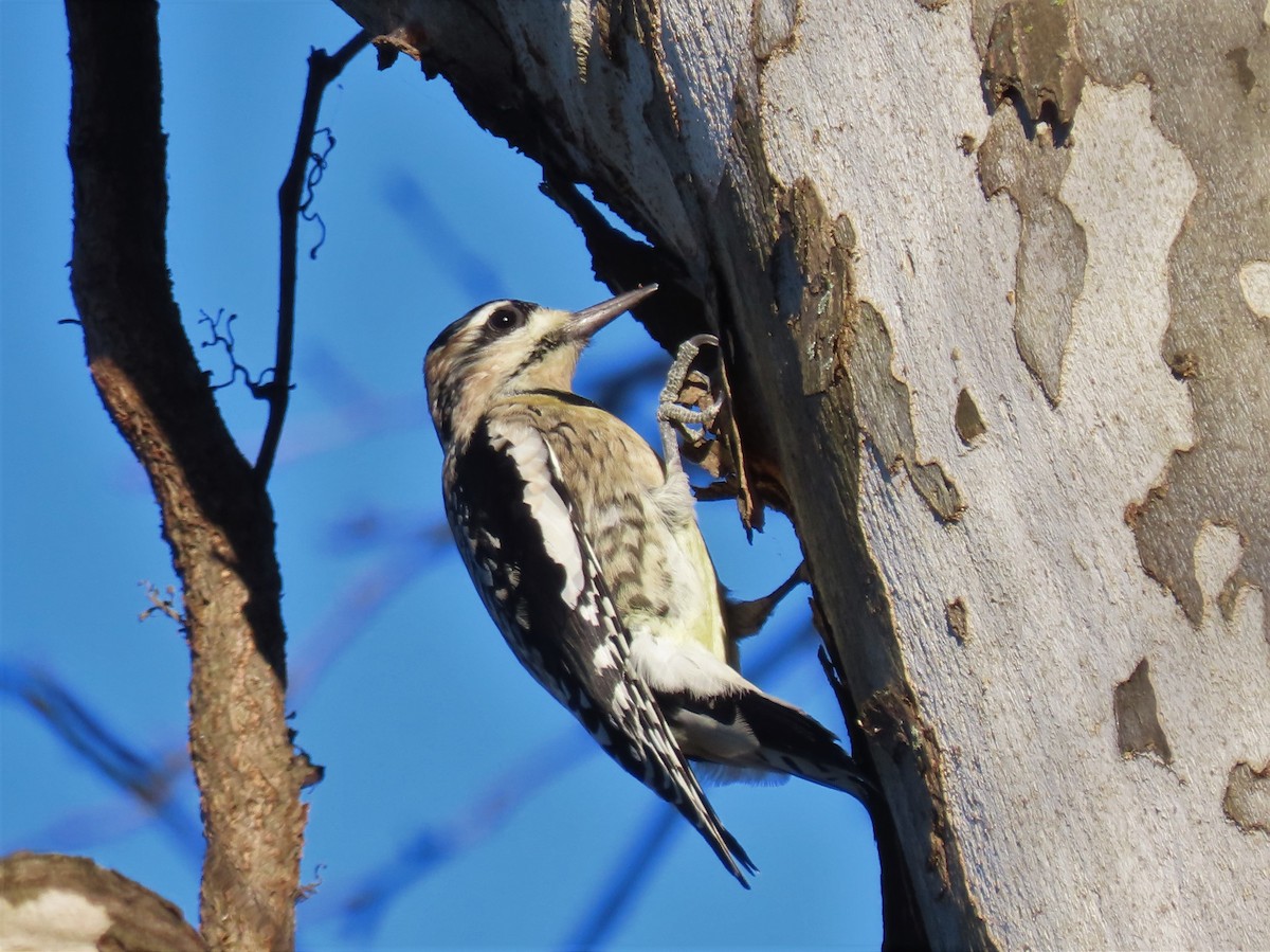 Yellow-bellied Sapsucker - Clayton  Koonce