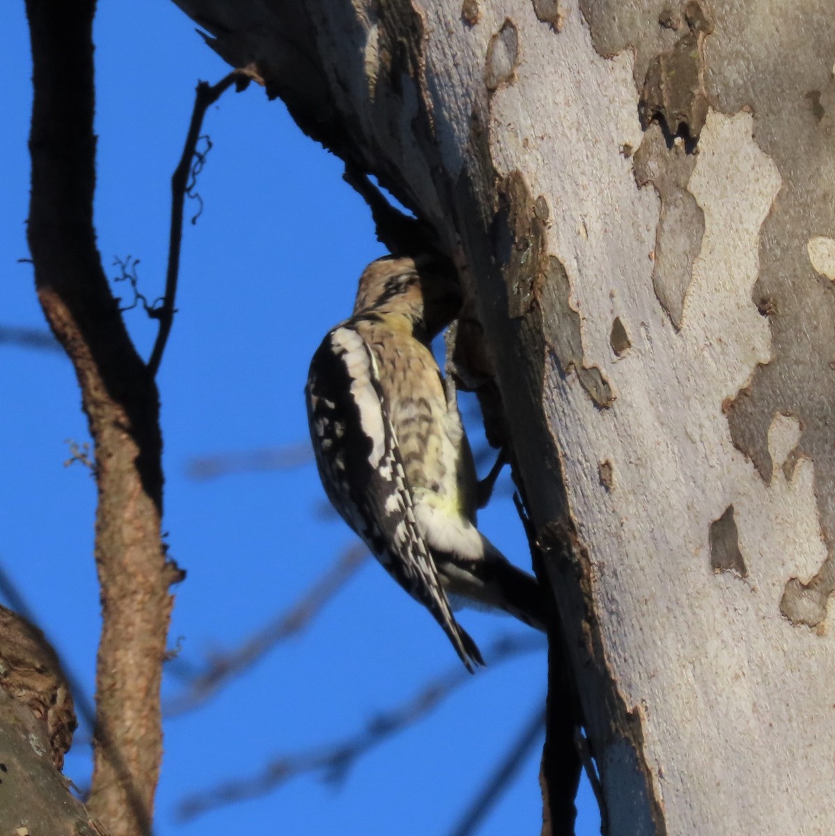 Yellow-bellied Sapsucker - Clayton  Koonce