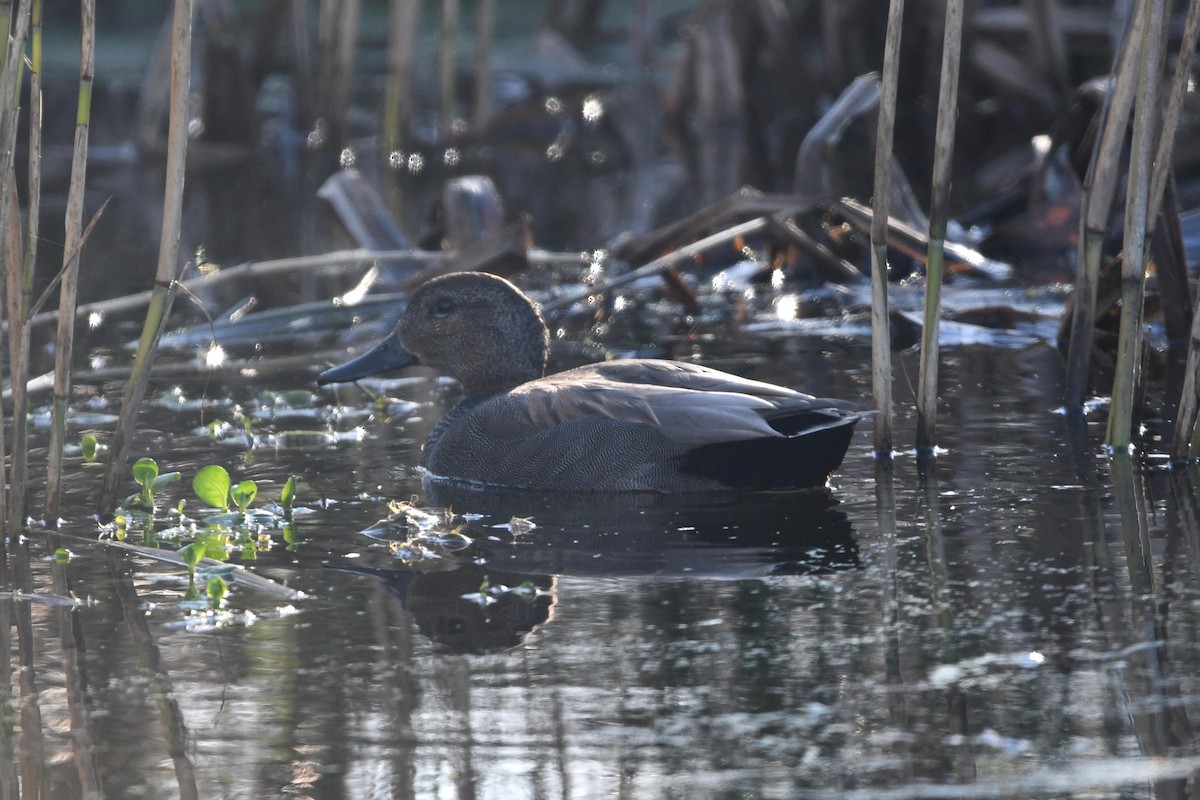 Gadwall - ML506579961