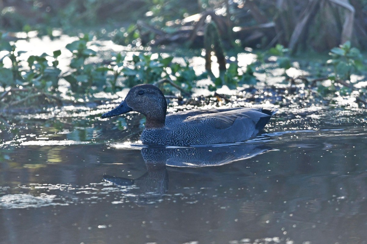 Gadwall - ML506579971