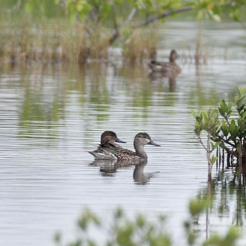 Green-winged Teal - ML506580751