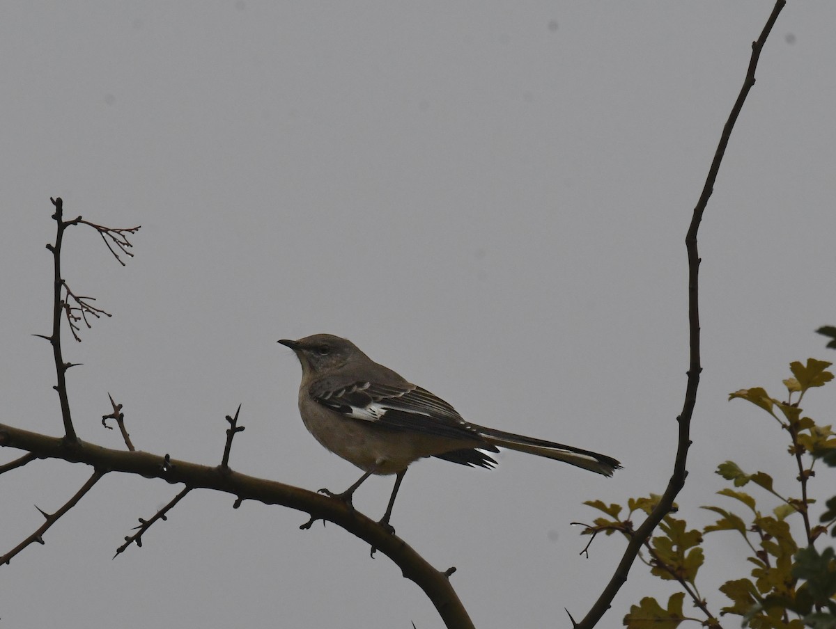 Northern Mockingbird - JJ Furuno