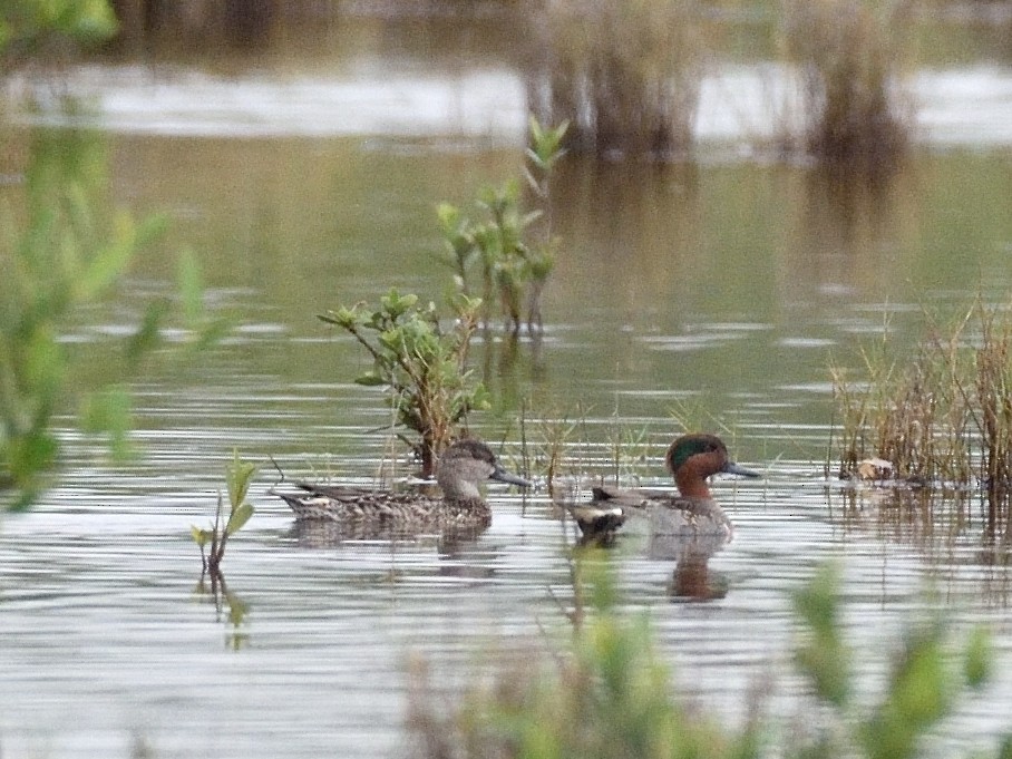 Green-winged Teal - ML506580981