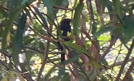 Yellow-winged Cacique - ML50658201