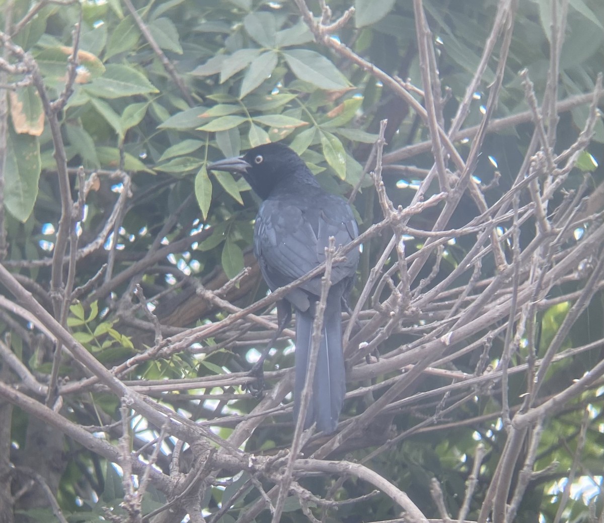 Great-tailed Grackle - ML506582511