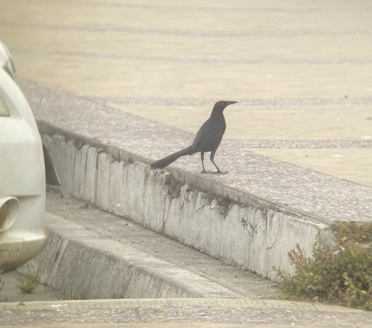 Großschwanzgrackel - ML506582521