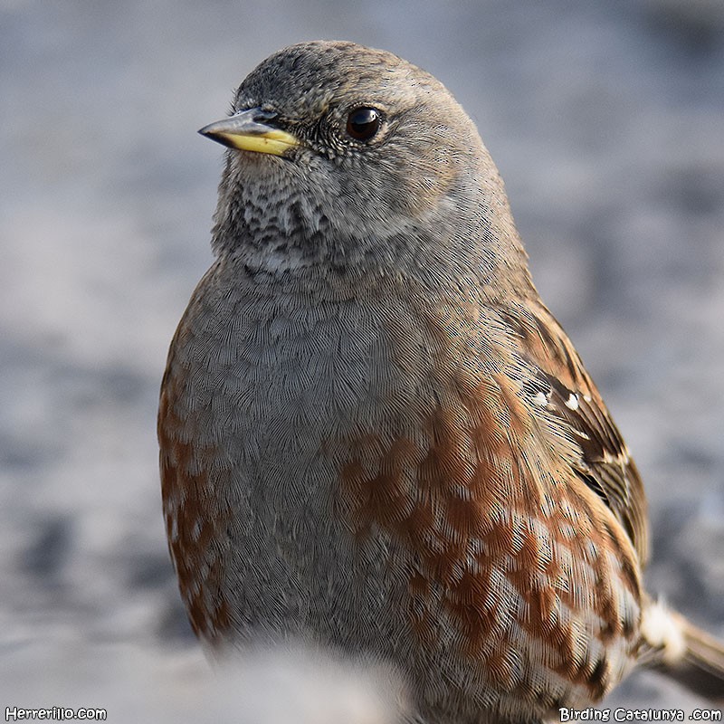 Alpine Accentor - ML506583741