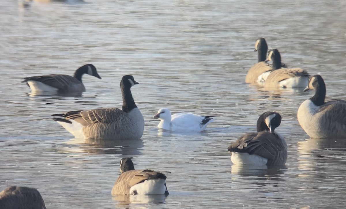 Ross's Goose - Joel Strong