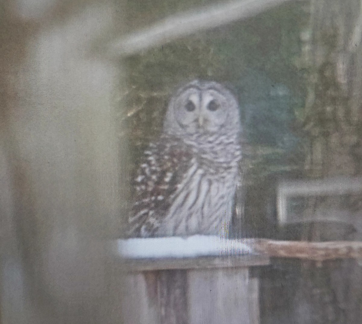 Barred Owl - ML506584551