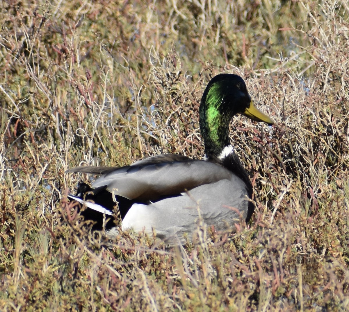 Mallard - ML506584751