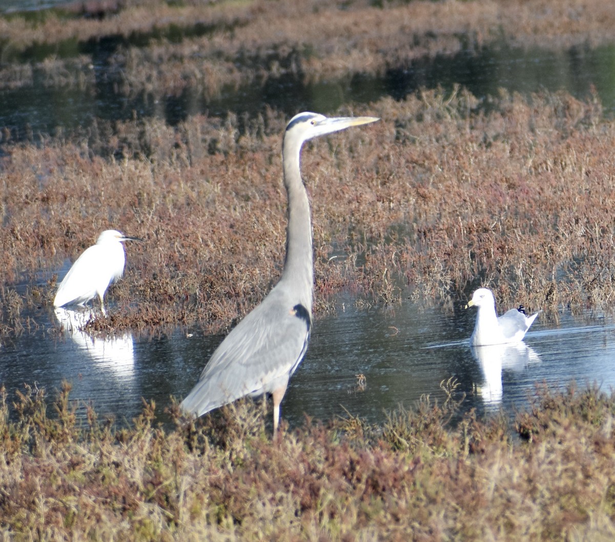 Great Blue Heron - ML506585221