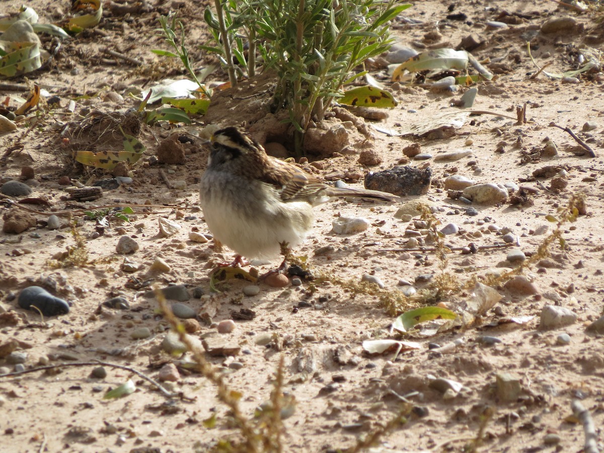 White-throated Sparrow - F Alvarez