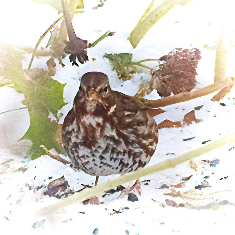 Fox Sparrow - ML506587361