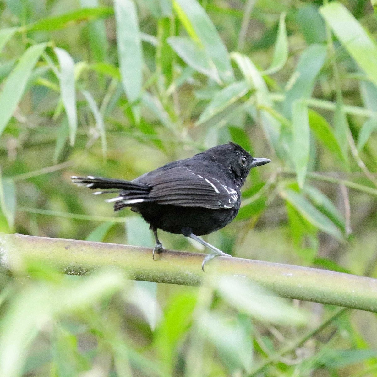 Bananal Antbird - ML506587401