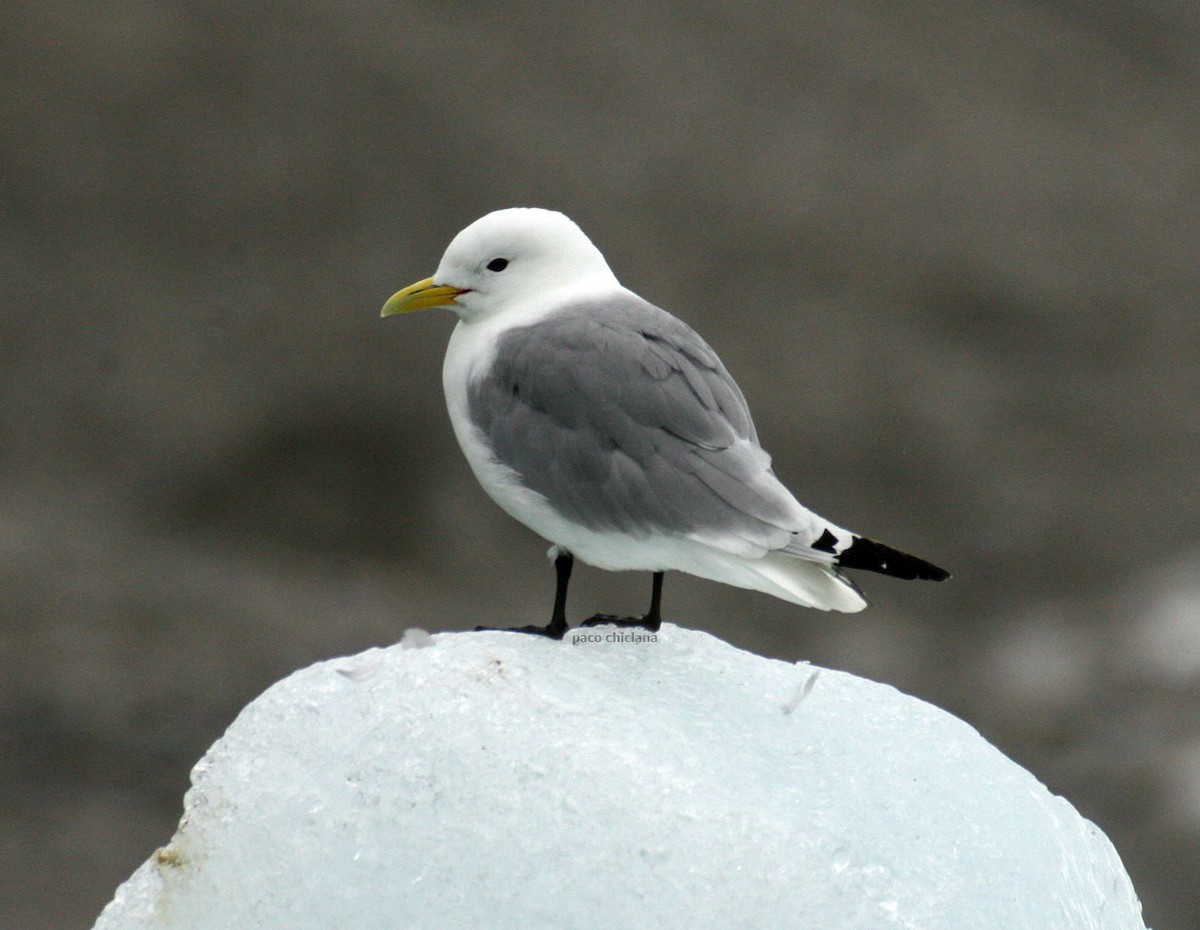 Mouette tridactyle - ML506587741