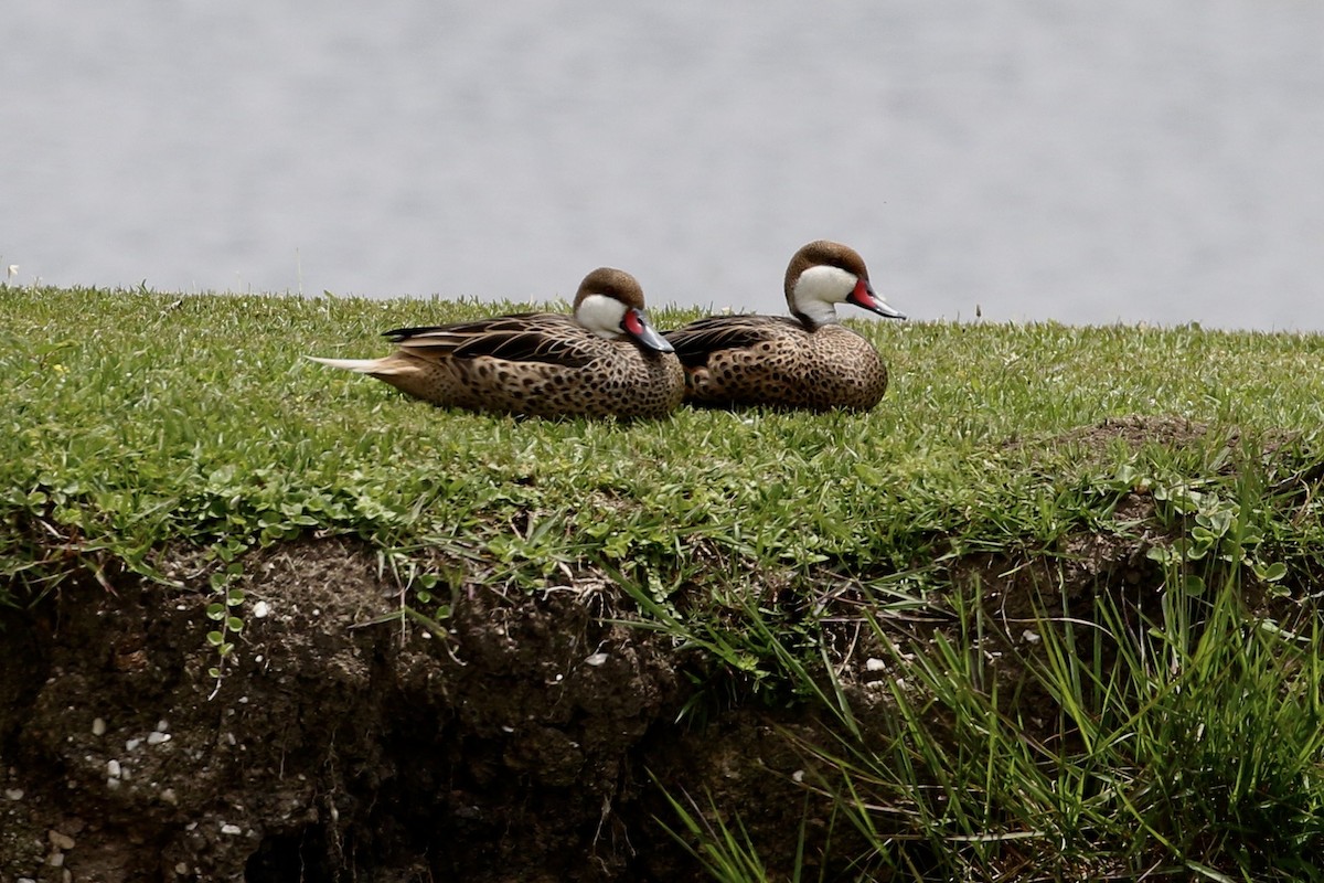 White-cheeked Pintail - ML506588871